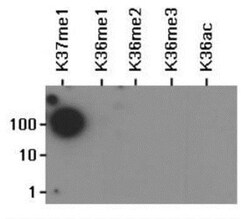 Histone H3, Monomethyl Lys37 Antibody, Novus Biologicals 0.05mg:Antibodies,